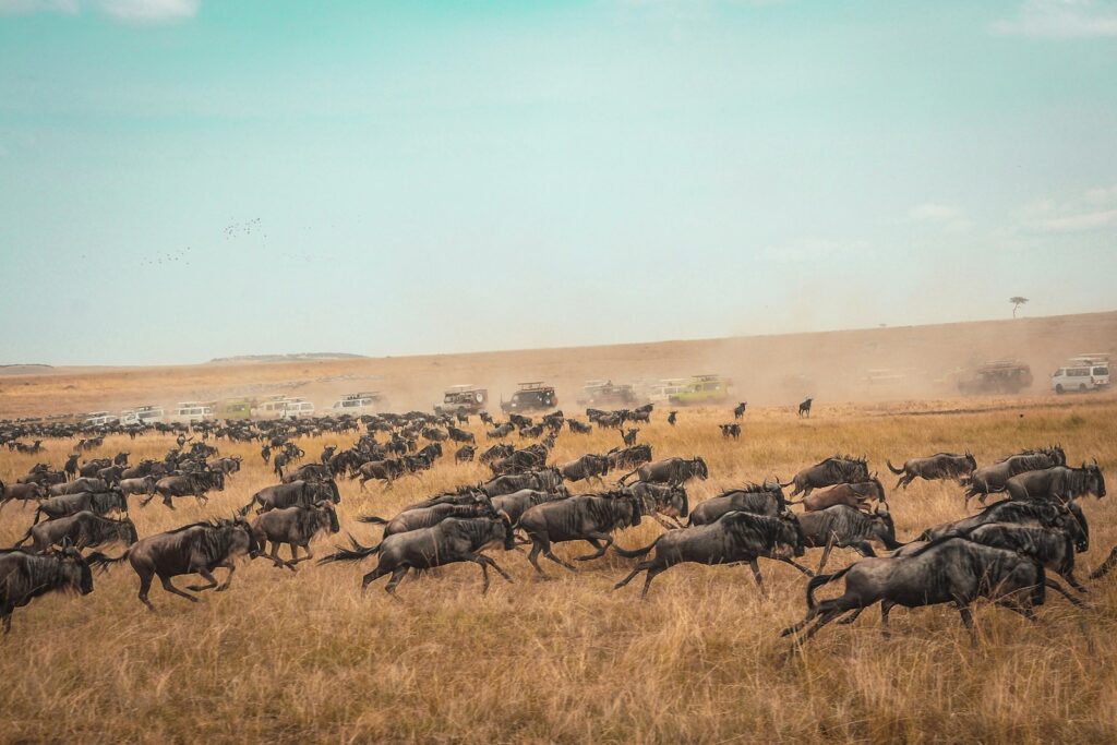 Big cat running across the open plains of the Masai Mara, Kenya