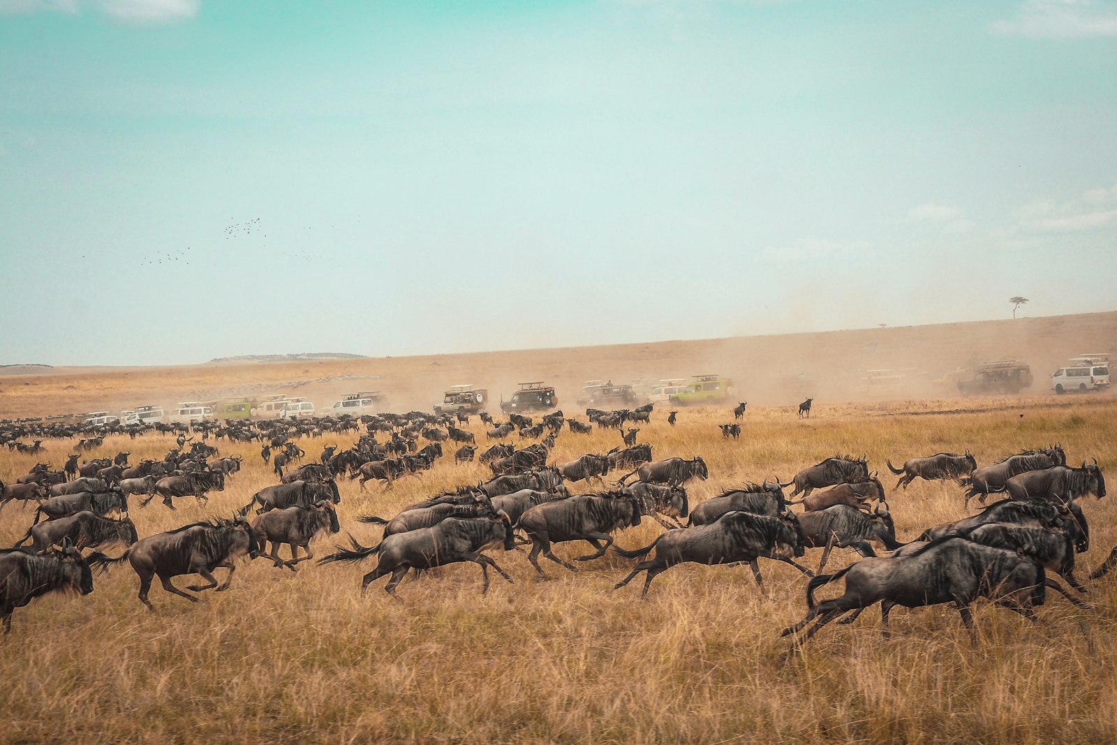 Big cat running across the open plains of the Masai Mara, Kenya