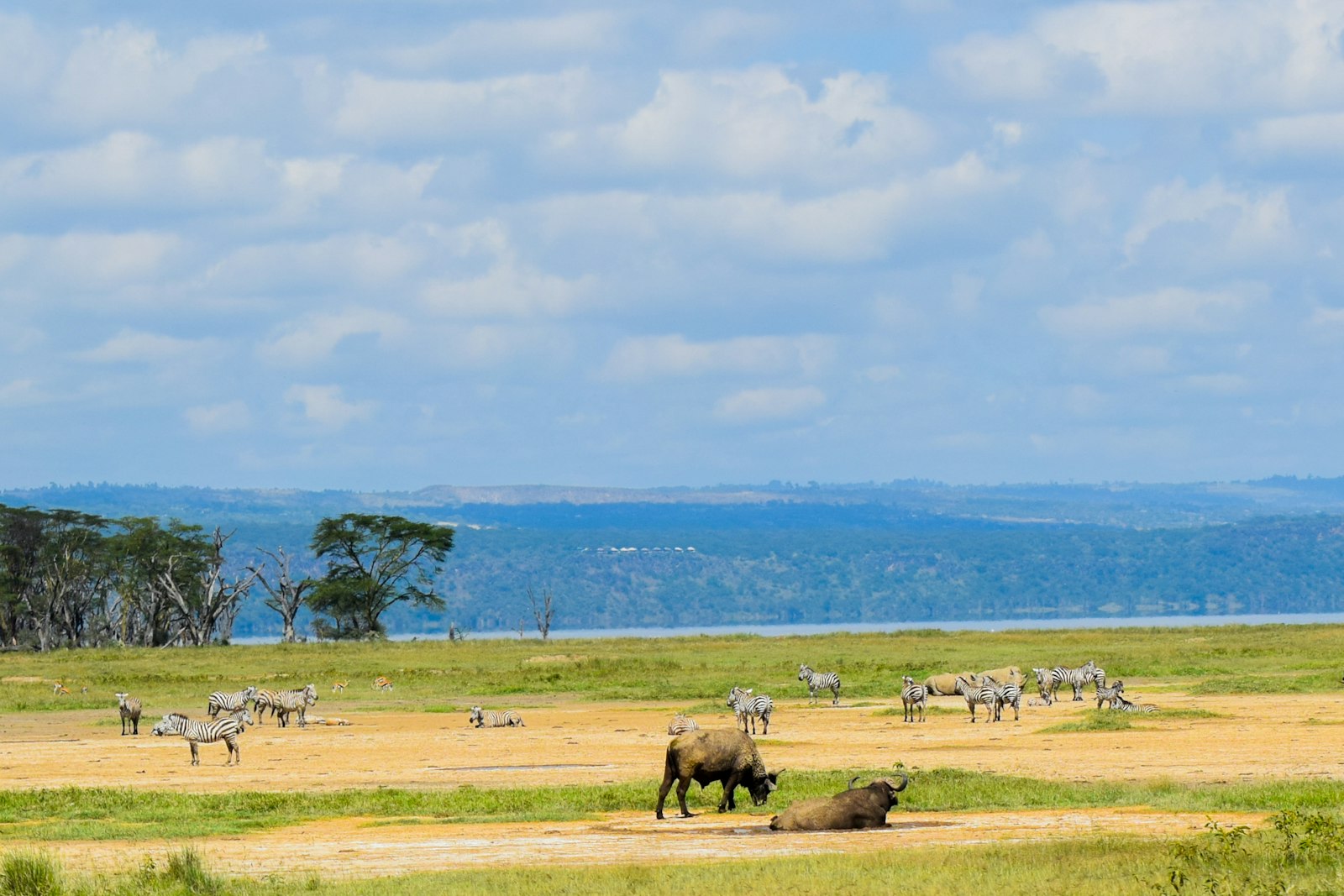 Buffalo herd in Queen Elizabeth National Park, Uganda