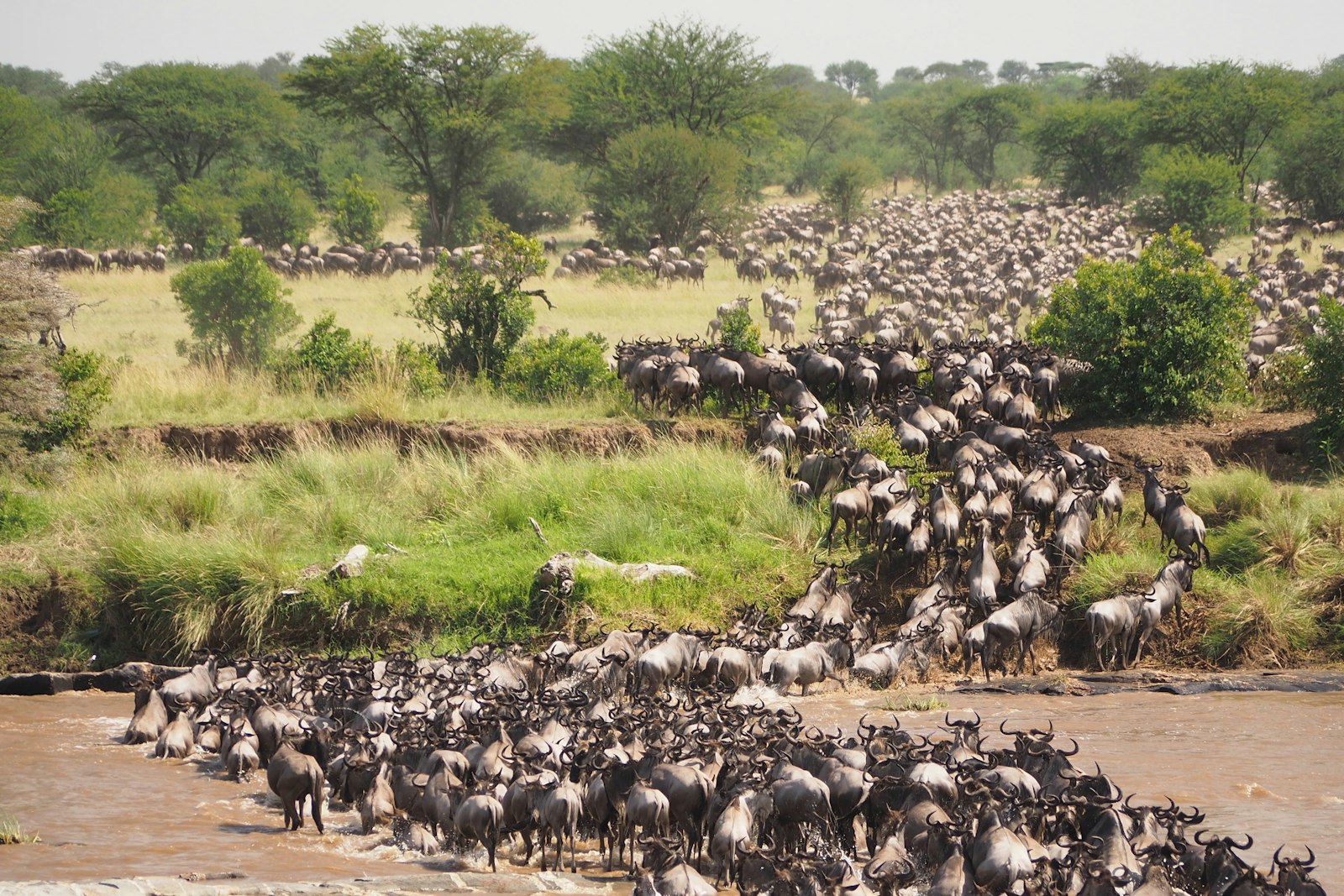 Buffalo herd in Queen Elizabeth National Park, Uganda
