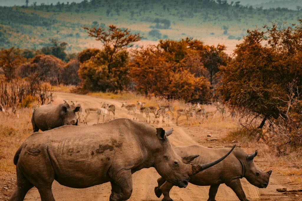 Extended Masai Mara and Amboseli Grand Tour - elephant herd
