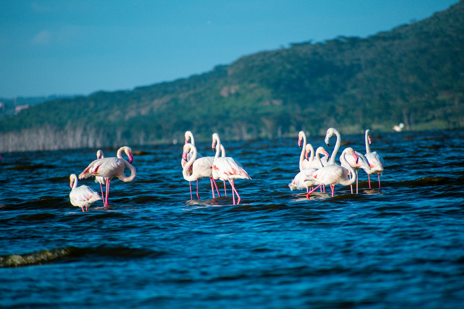 Flamingos wading in the shallows at Lake Nakuru, Kenya