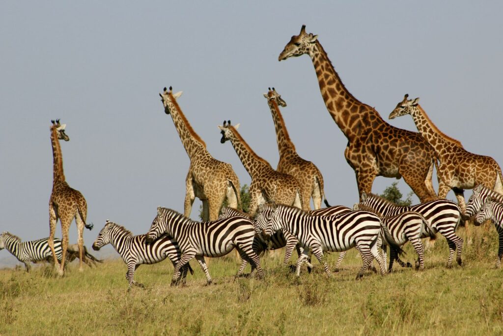 Giraffe and zebra sharing the plains across Kenya reserves