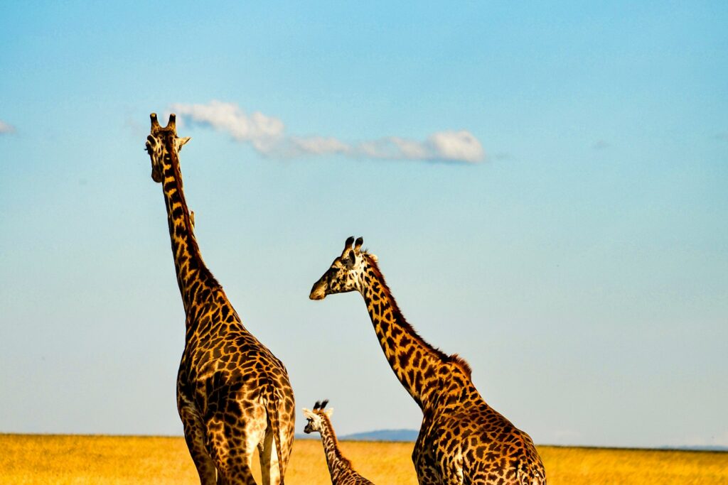 Giraffe on the East African plains across Kenya, Tanzania and Uganda