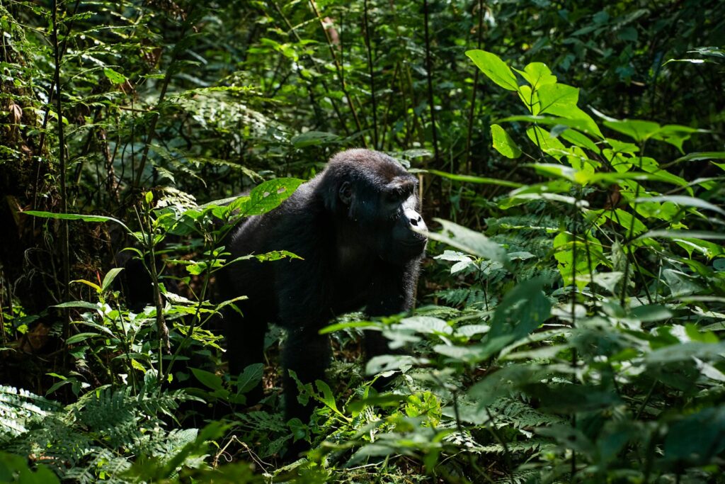 Gorilla in the lush green forest of Uganda