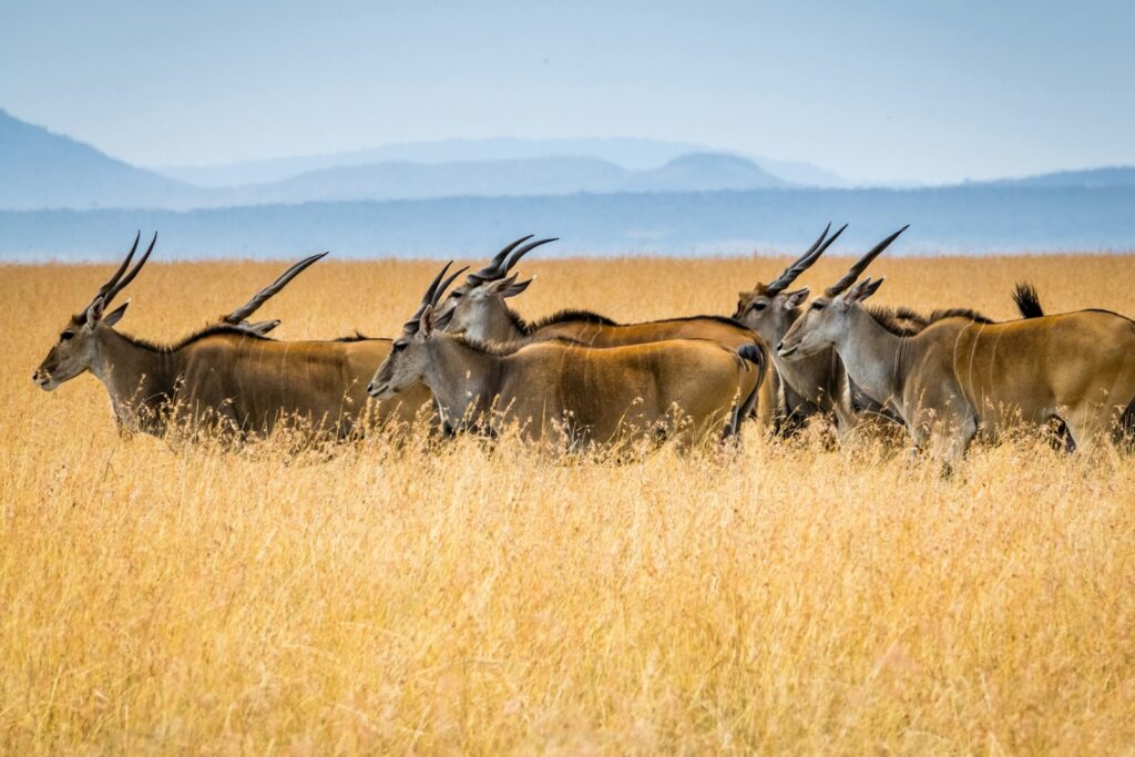 Herd of antelope on the open Serengeti grassland, Tanzania