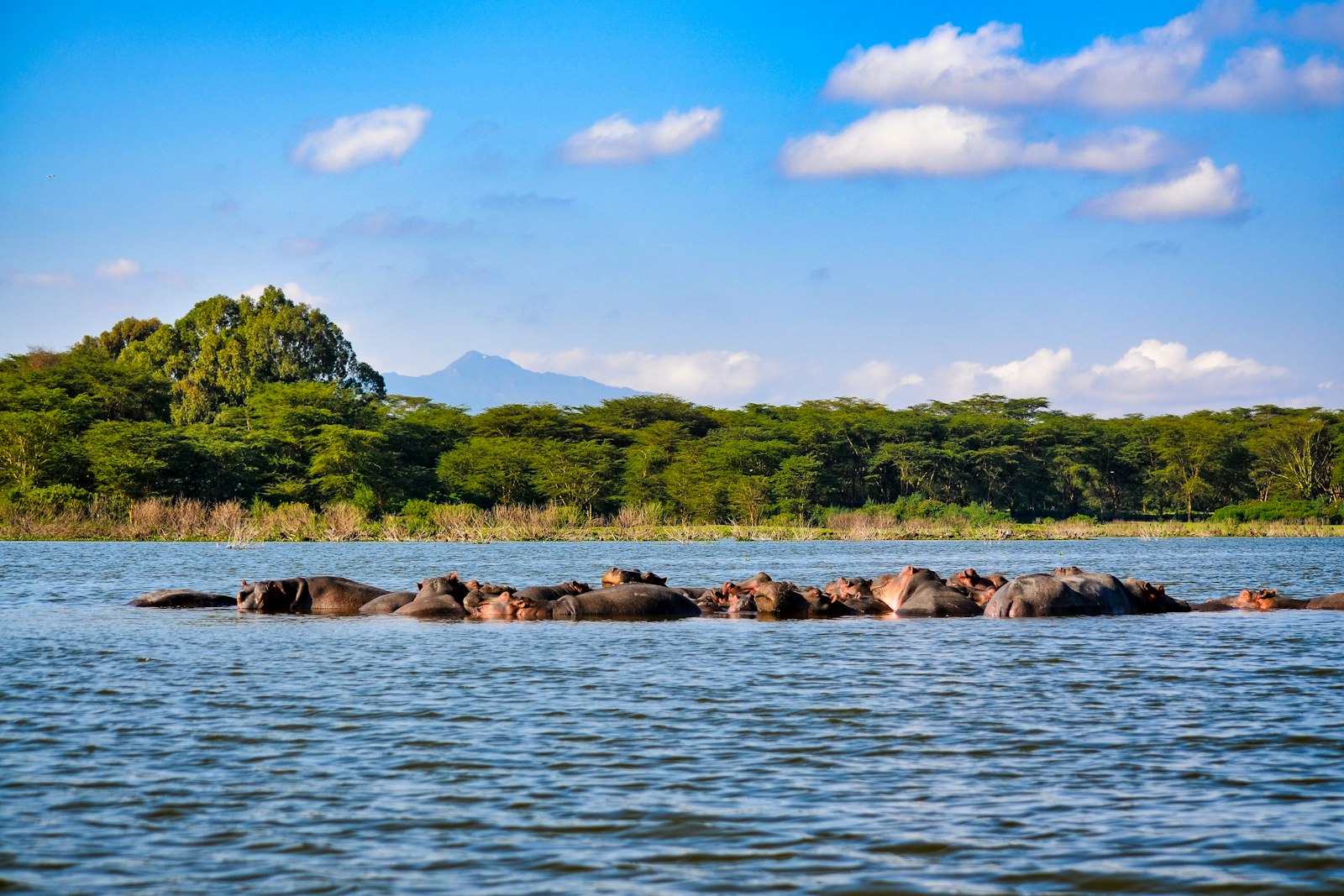 High mountain landscape on the Kilimanjaro routes, Tanzania