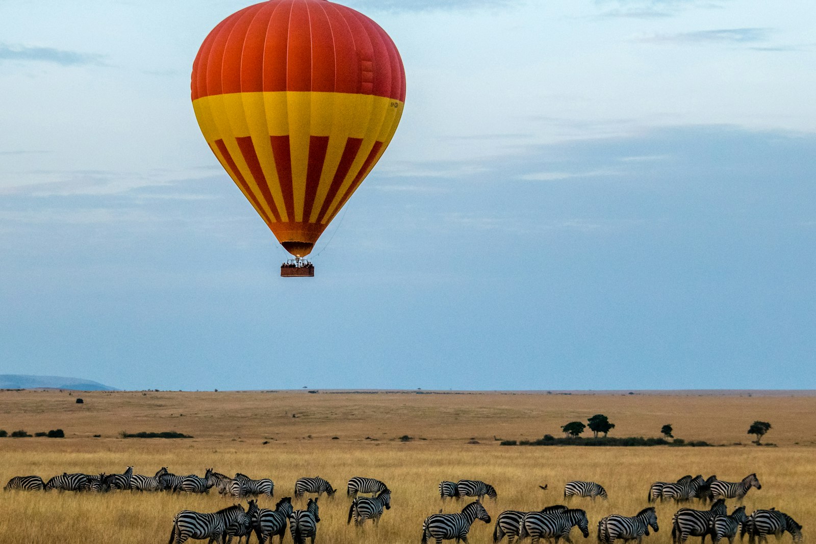 Hot air balloon drifting over zebra on the Masai Mara plains