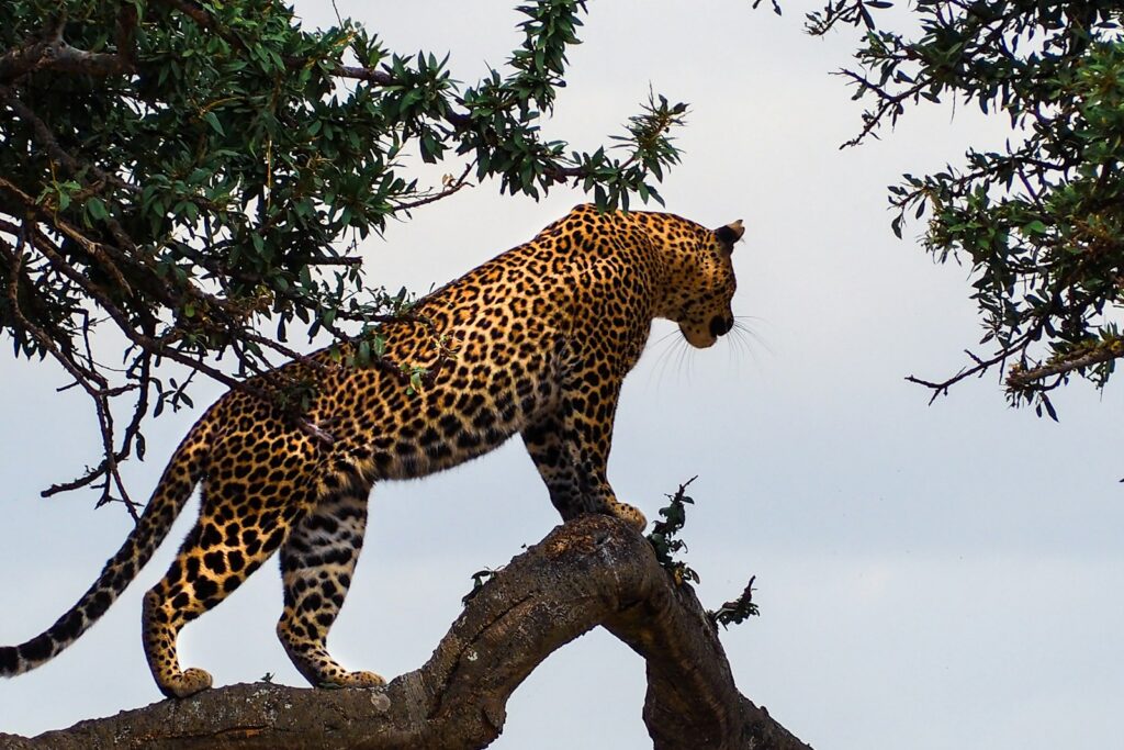 Leopard resting on a tree branch on a premium Kenya wilderness safari
