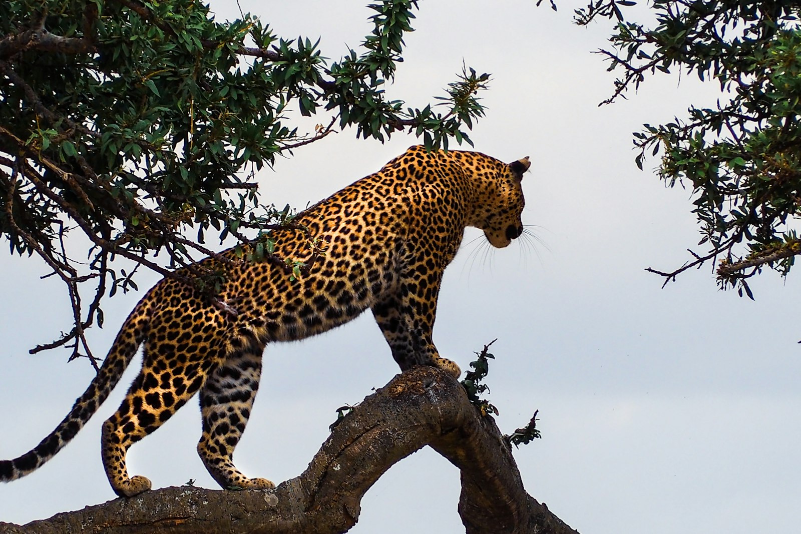 Leopard resting on a tree branch on a premium Kenya wilderness safari