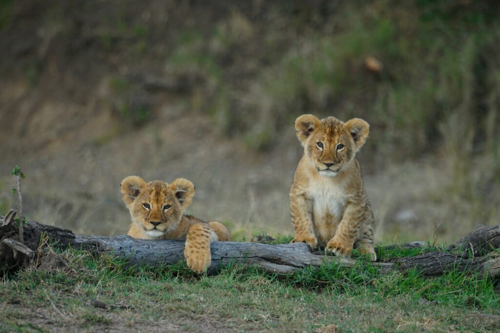Lion cubs resting on a fallen log in the Mara