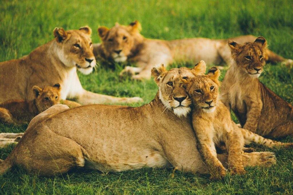 Lion pride resting on the plains of the Masai Mara