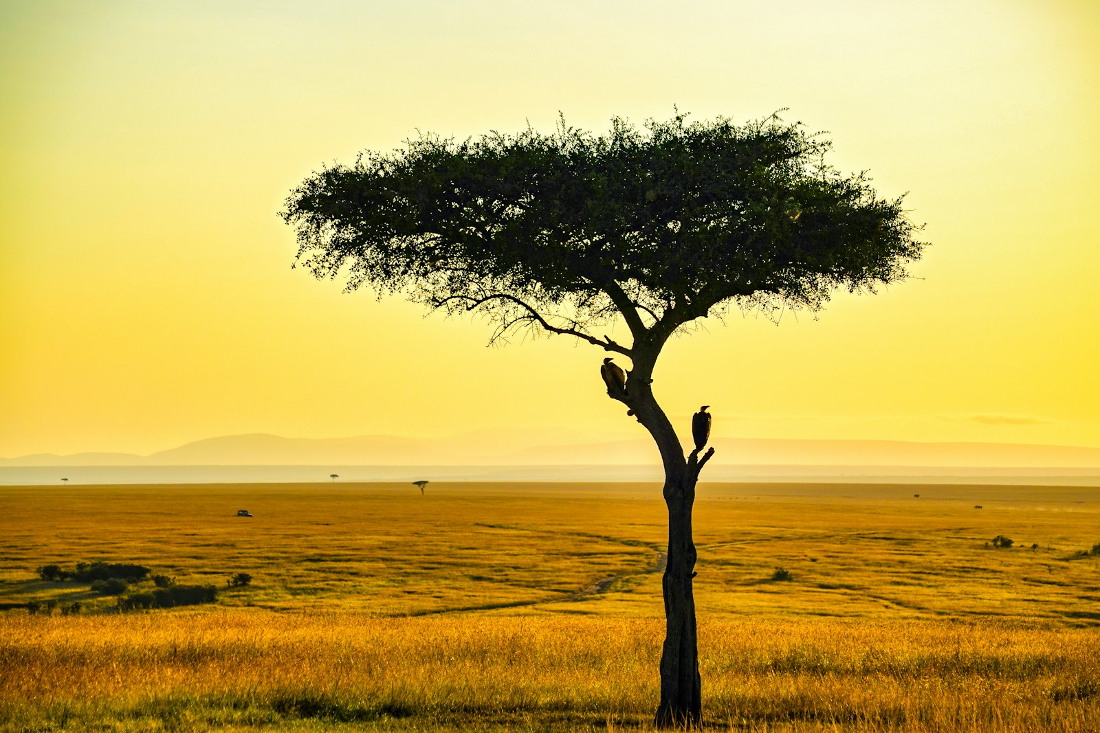 Lone acacia on the grasslands of Tarangire, Tanzania