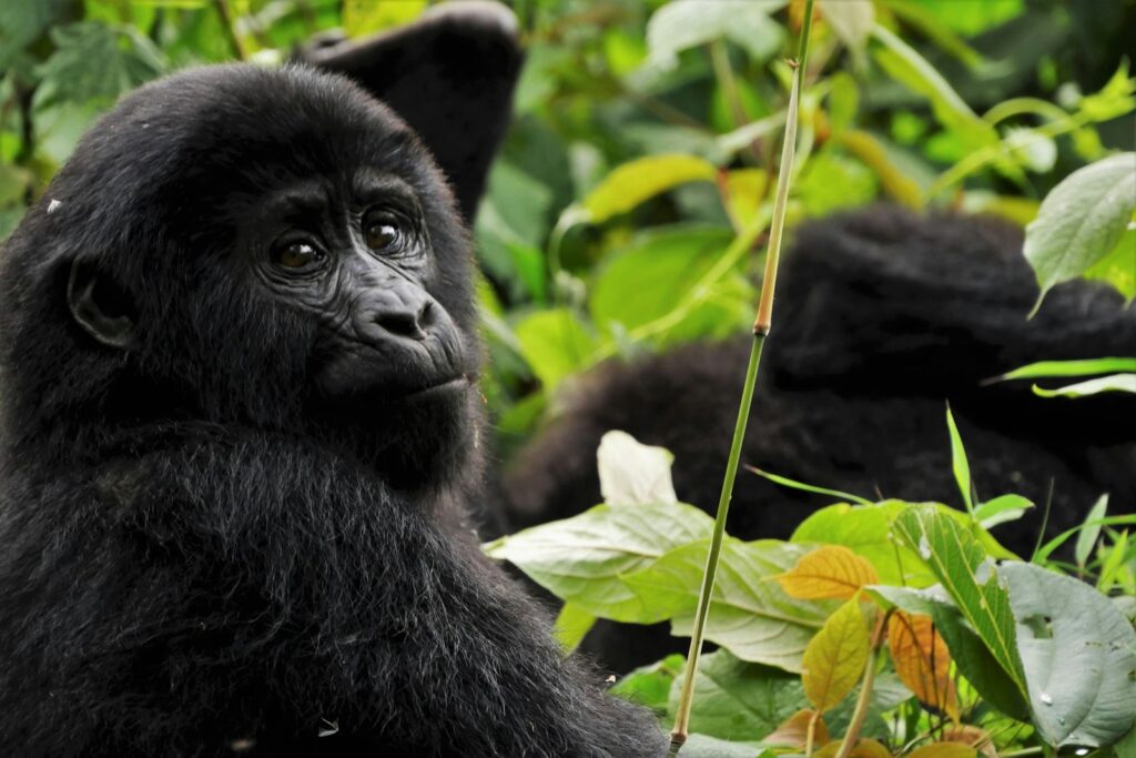Mountain gorilla among green foliage in Bwindi Impenetrable Forest