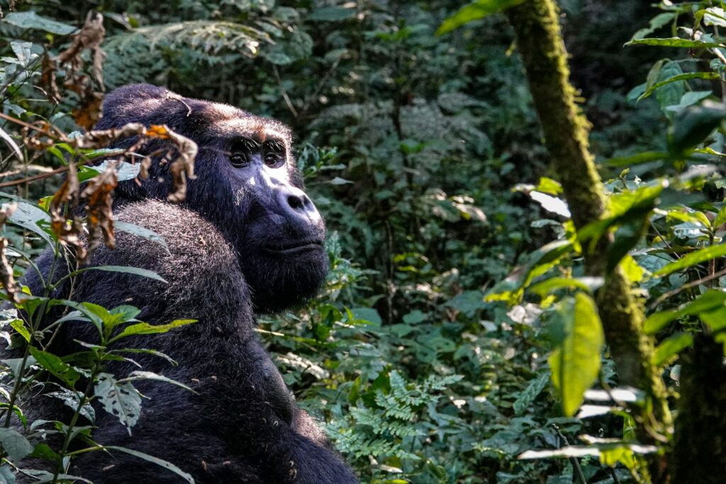 Mountain gorilla in Bwindi Impenetrable Forest, Uganda