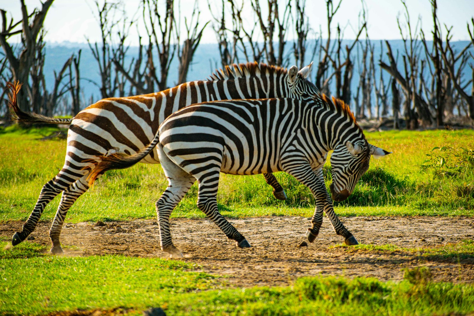 Plains game beneath the mountain at Amboseli, Kenya