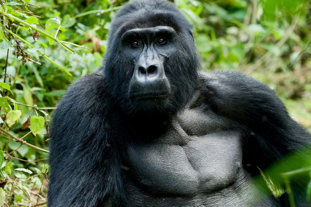 Primate in the rainforest canopy of Kibale, Uganda