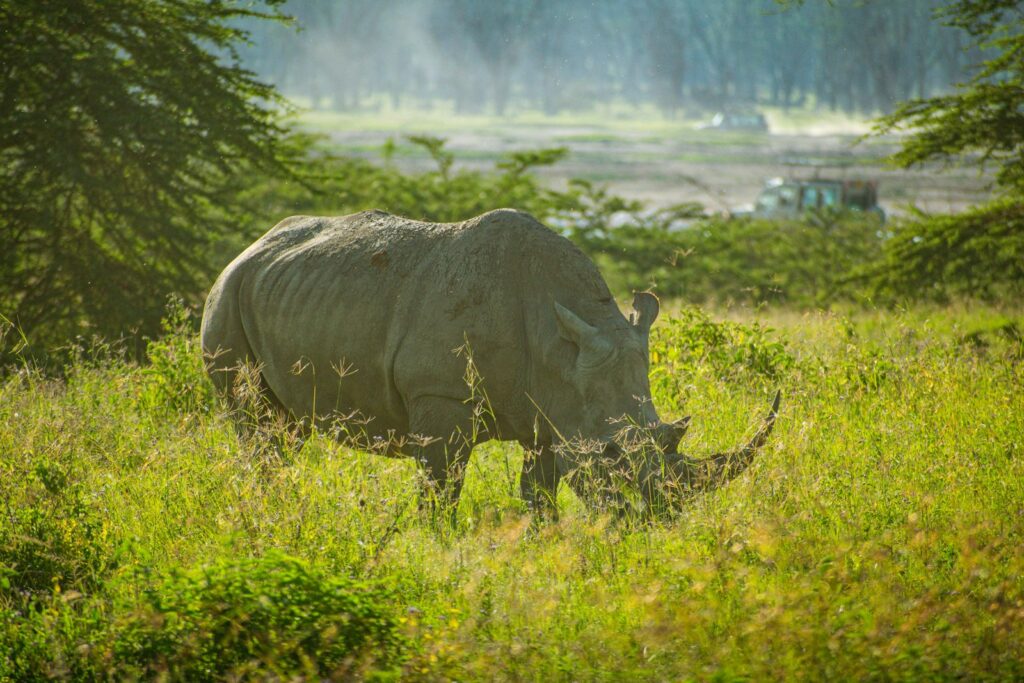Rhino grazing in tall grass on a Laikipia conservancy