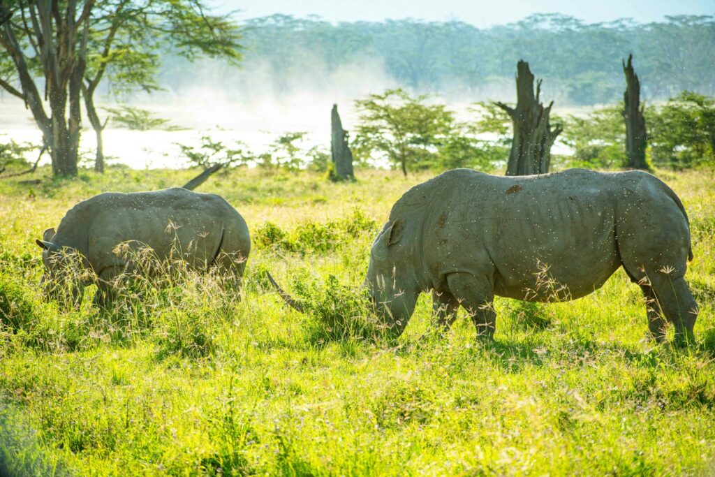 Rhino pair at Lake Nakuru National Park, Kenya