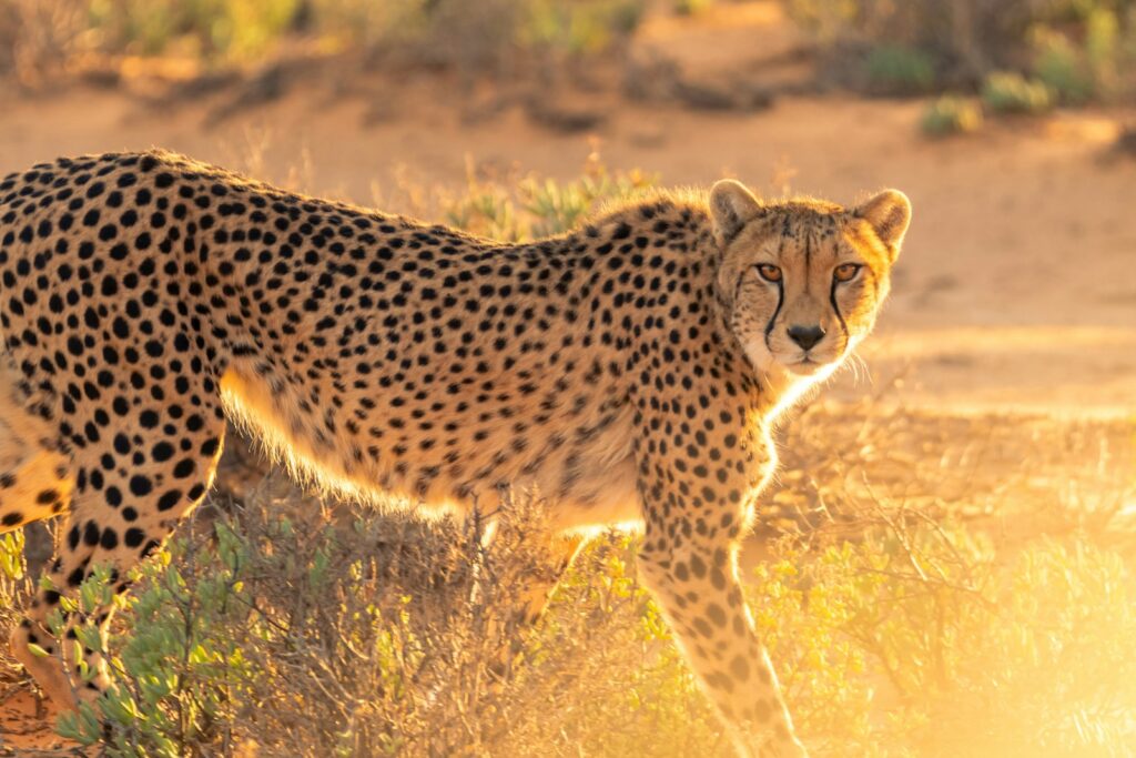 Samburu Northern Frontier - giraffe in arid northern Kenya