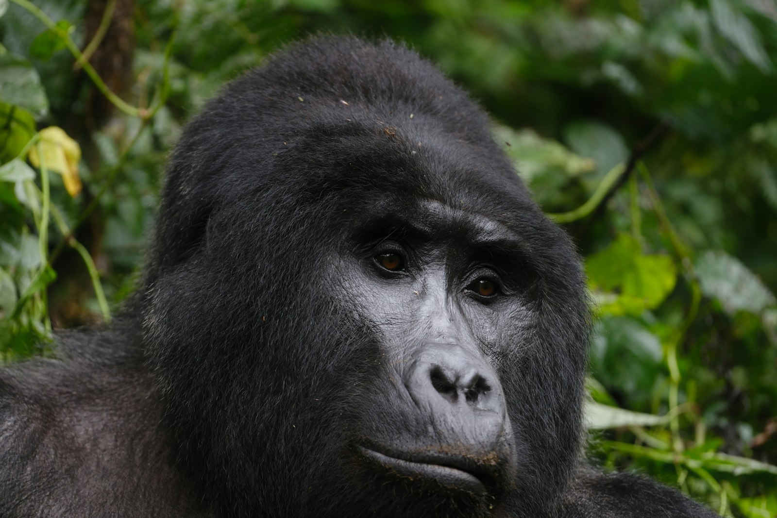 Silverback gorilla in the forest of Bwindi, Uganda