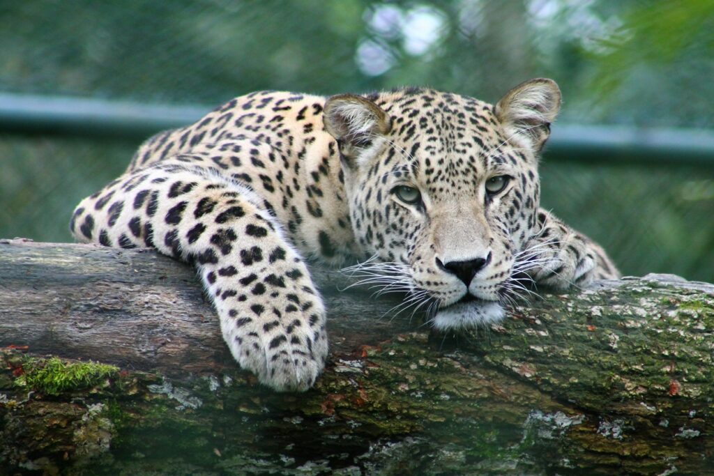 Cheetah scanning the plains from a termite mound