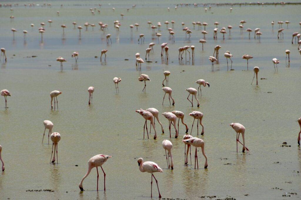 Flamingos wading in a Rift Valley lake