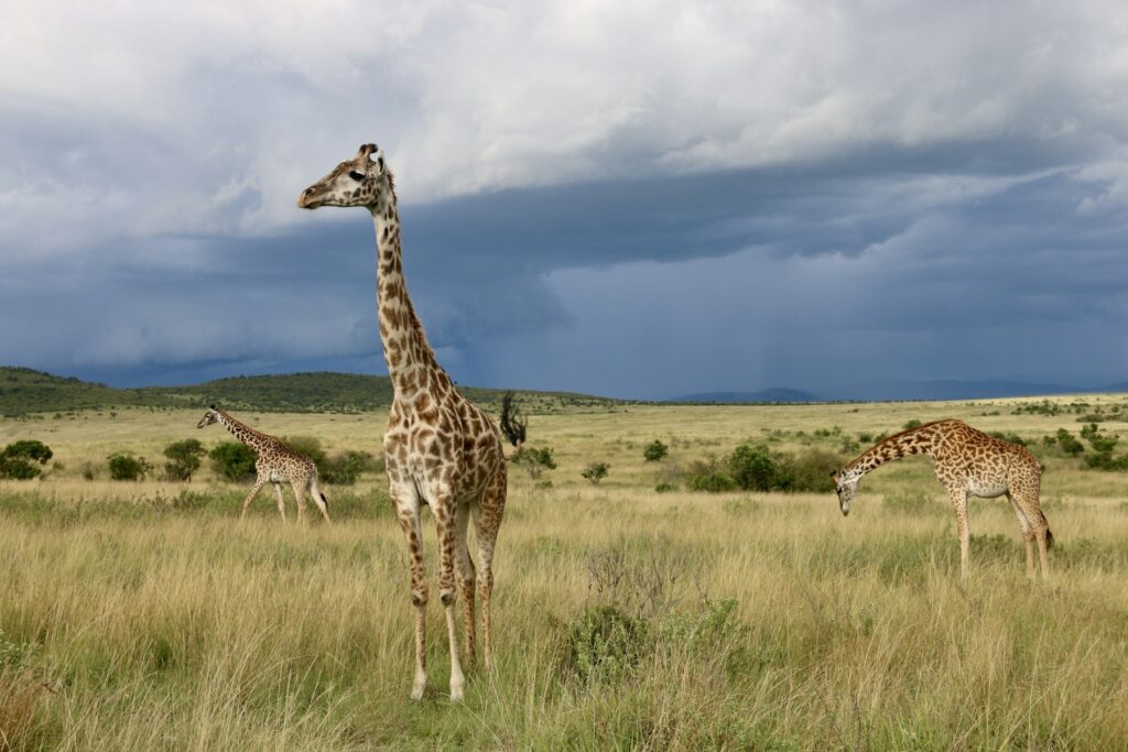 Giraffe walking across open grassland