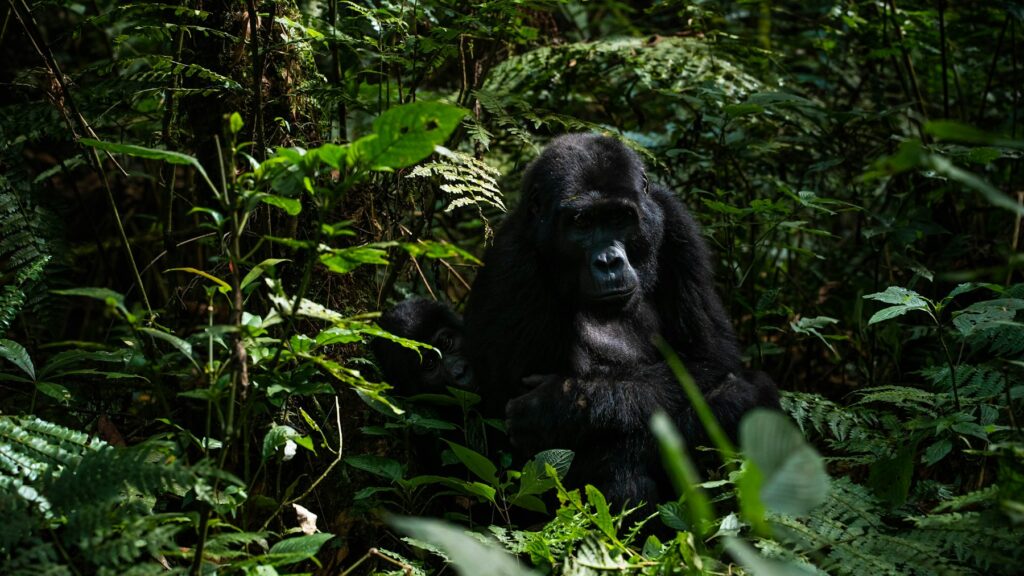Mountain gorilla in Bwindi Impenetrable Forest