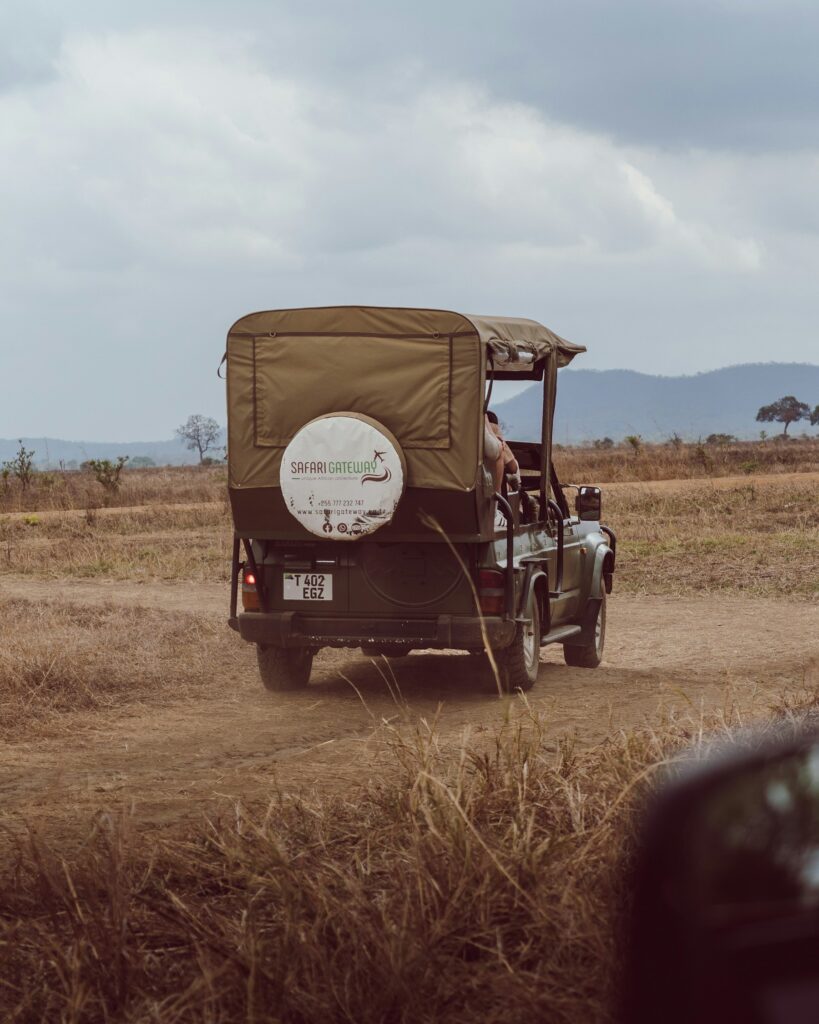 Guide driving a safari vehicle through the savannah
