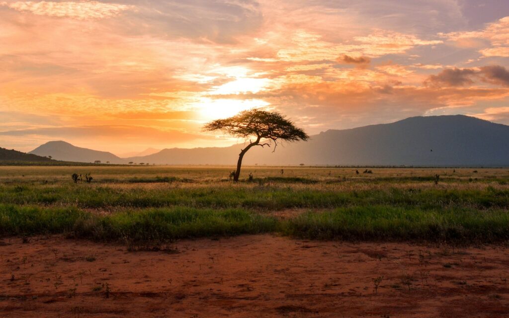 Wildlife on a private conservancy in Laikipia, Kenya