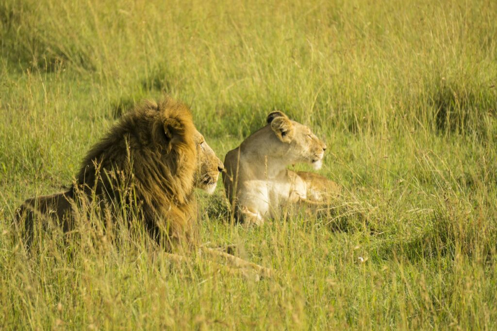 Lion resting on the savannah at golden hour
