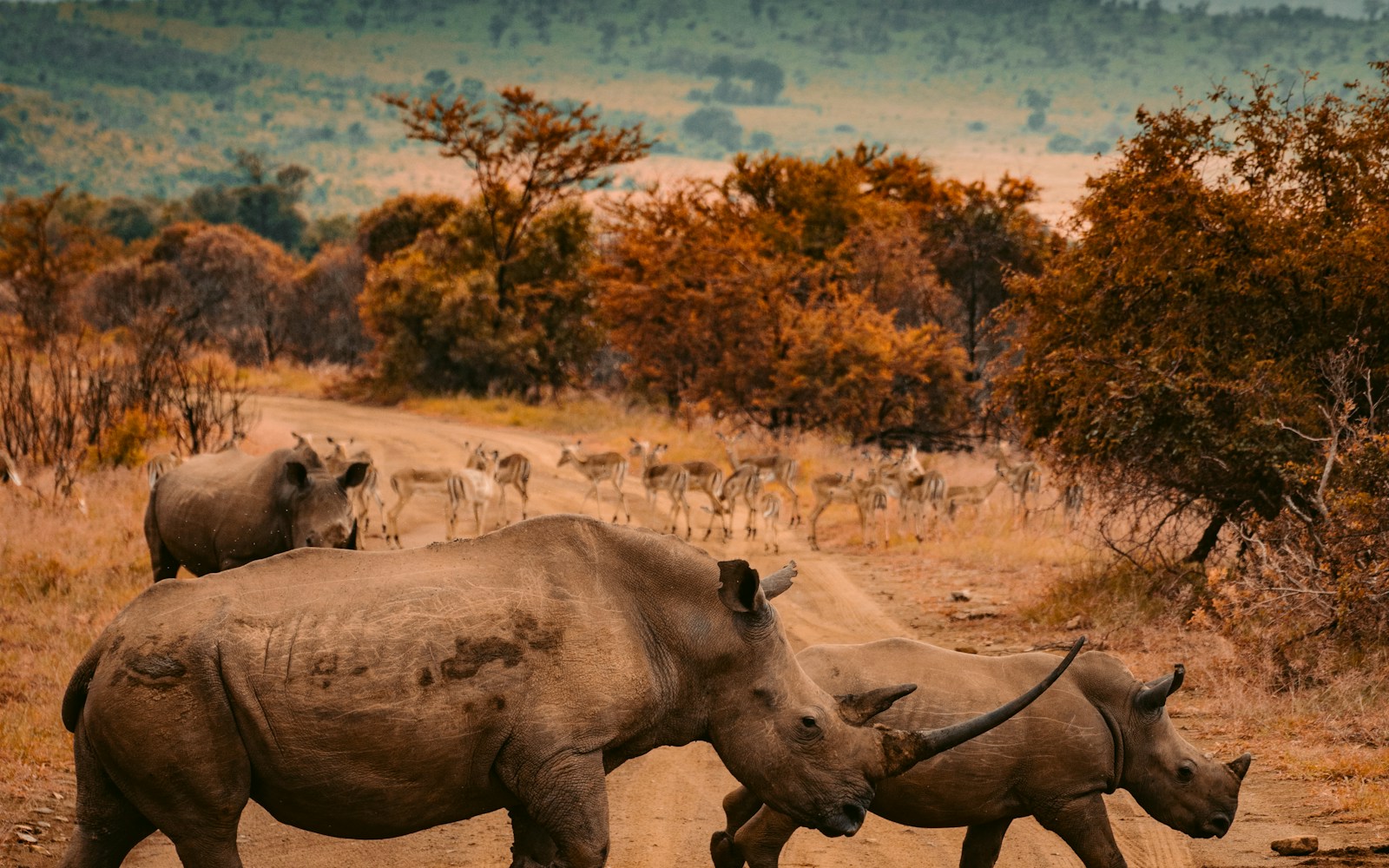 Red elephants of Tsavo on a Kenya wildlife expedition
