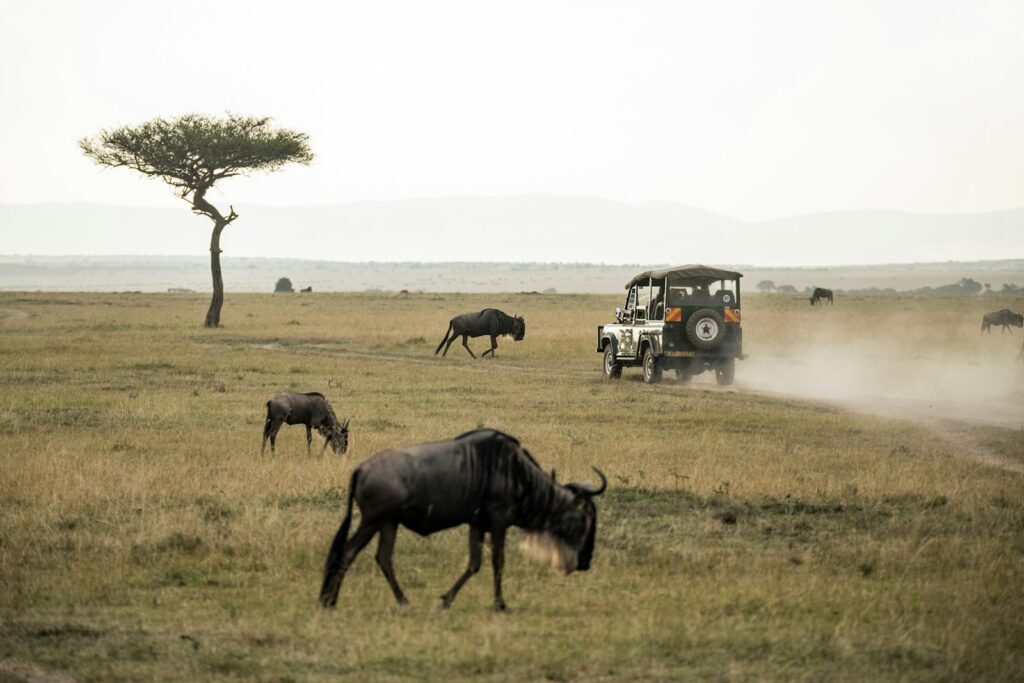 Wildebeest spread across the open Serengeti plains