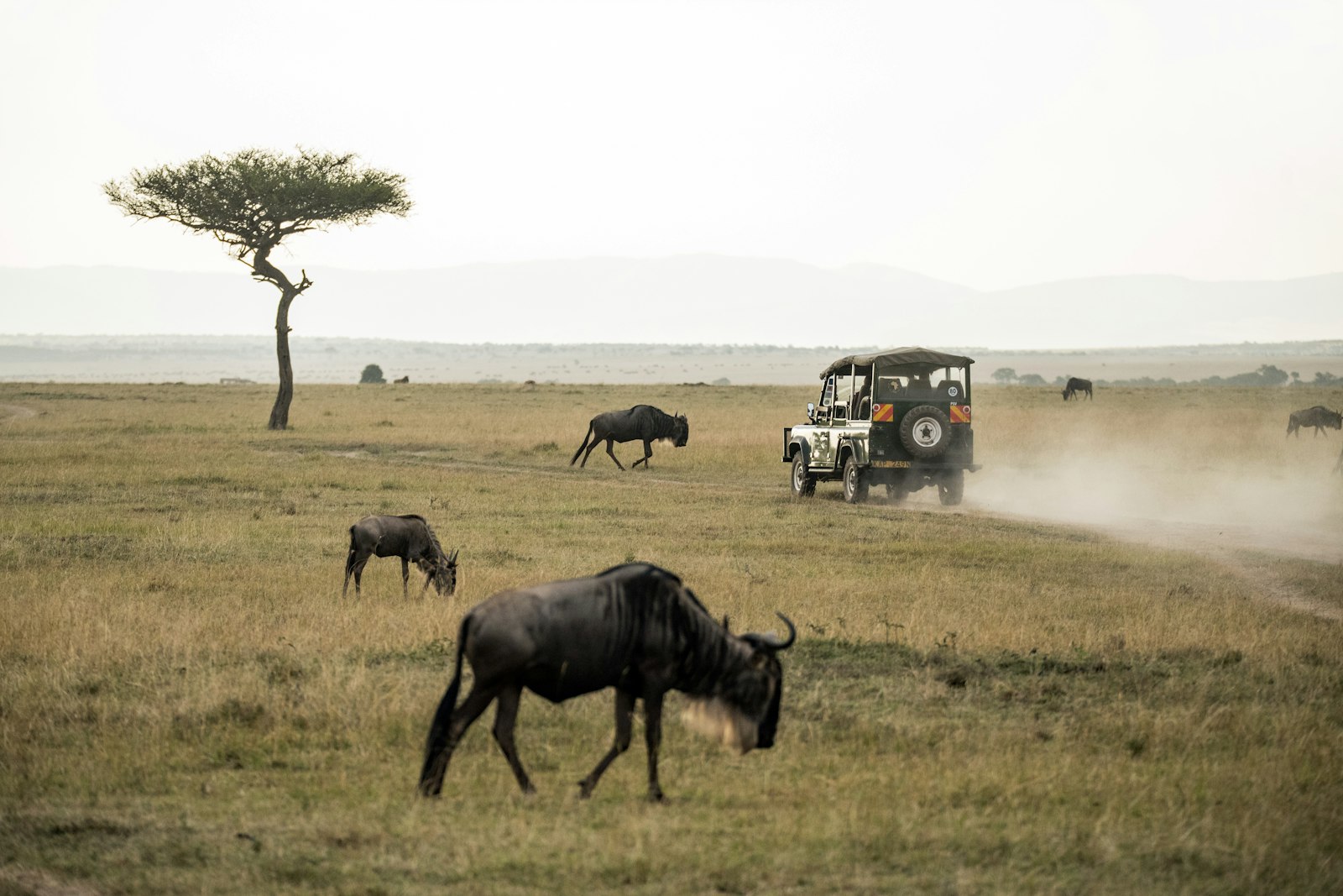 Wildebeest spread across the open Serengeti plains