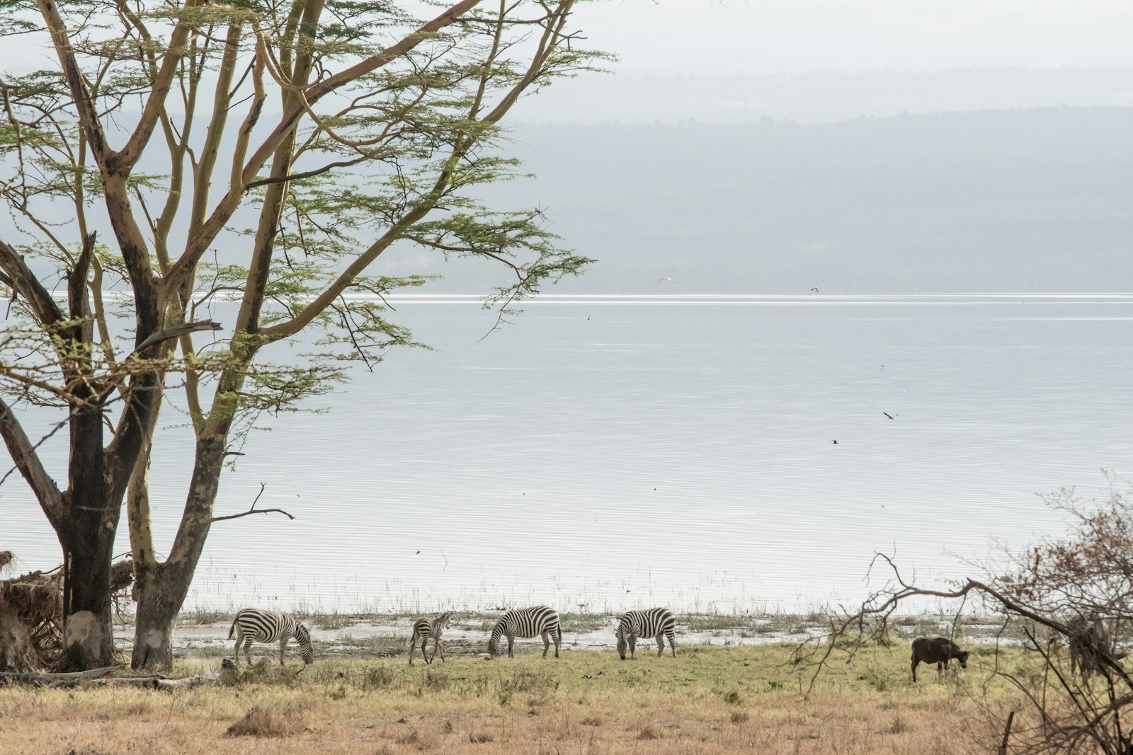 Wildlife beside the Nile at Murchison Falls, Uganda