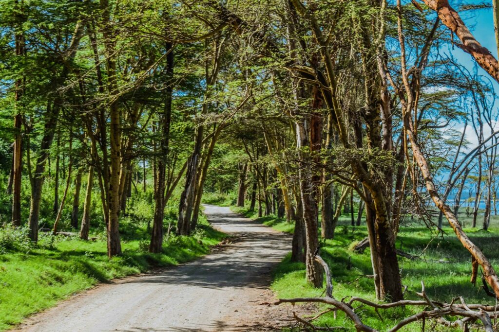 Wooded track through Tarangire National Park, Tanzania