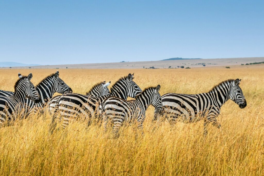 Zebra crossing golden grassland in Kenya