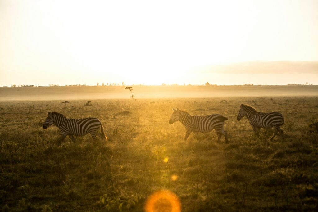 Zebra in the arid northern frontier at Samburu, Kenya