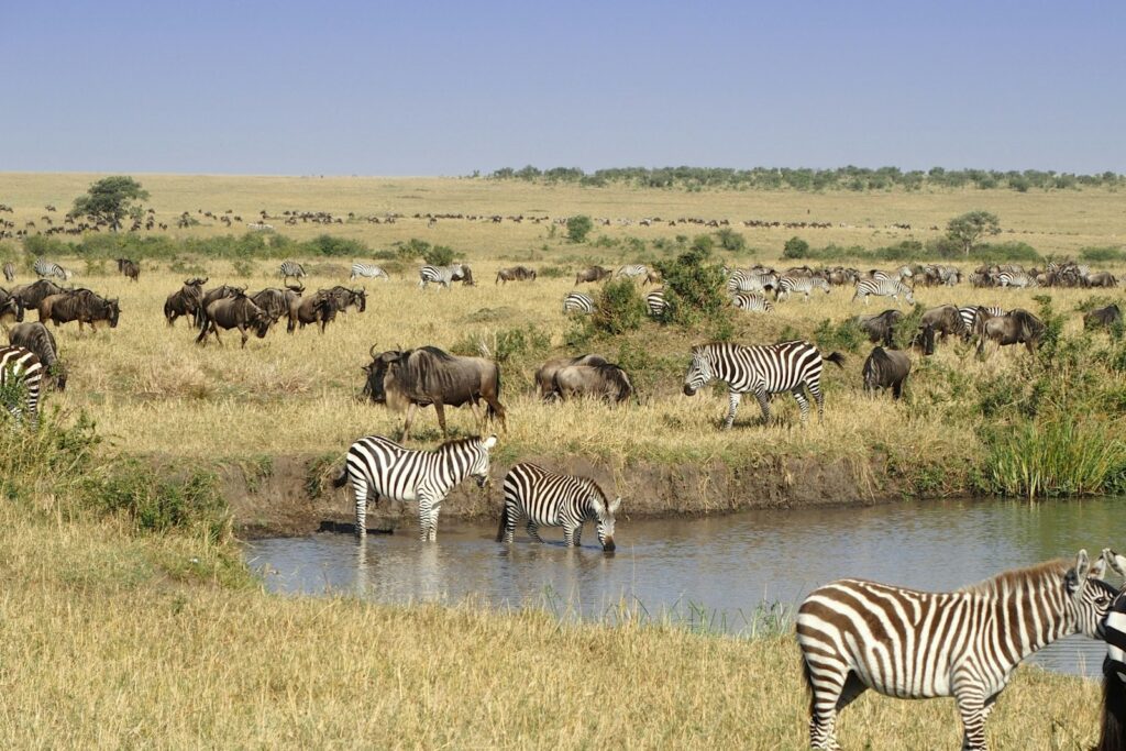 Zebra on the wide grassland of the Serengeti, Tanzania