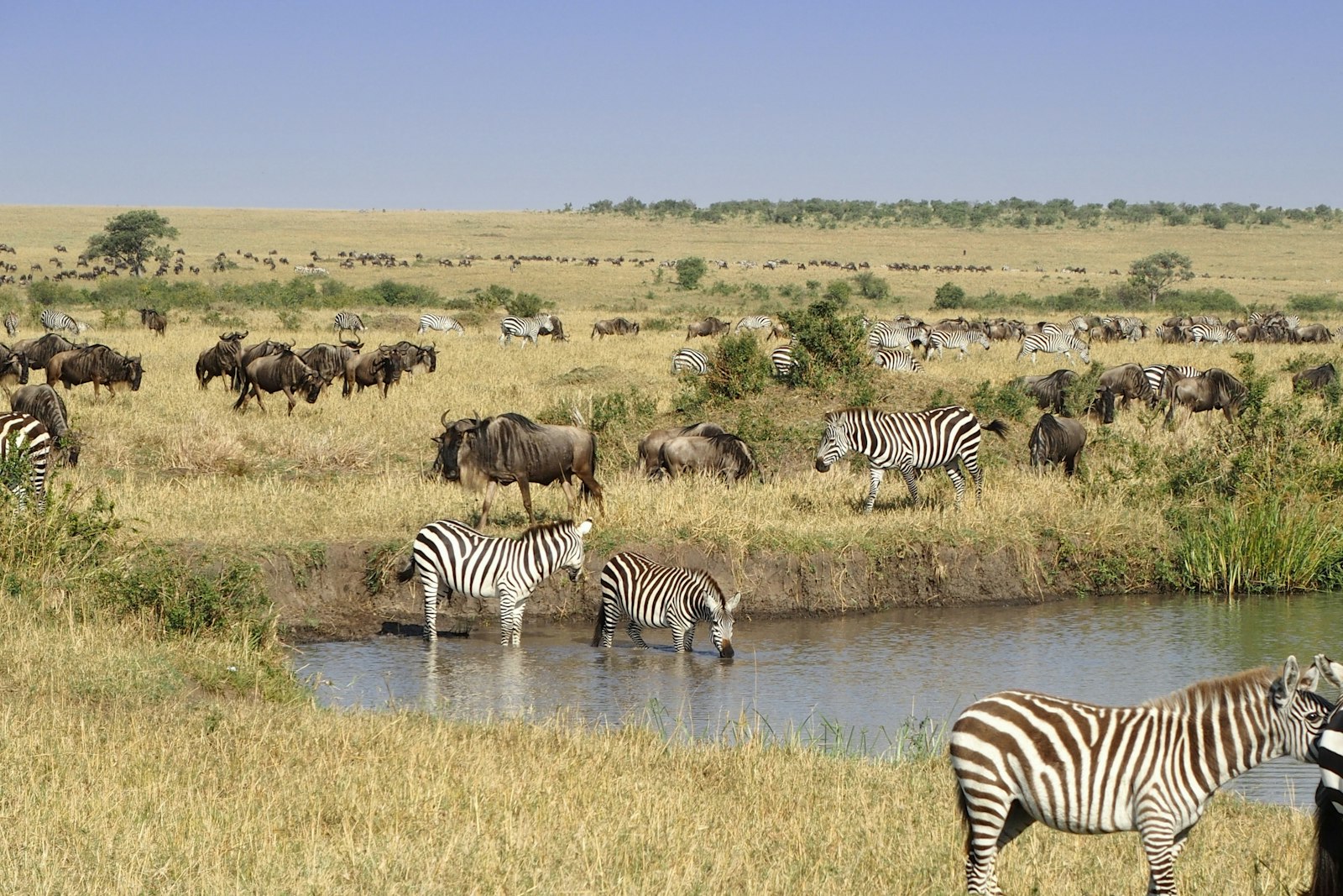 Zebra on the wide grassland of the Serengeti, Tanzania
